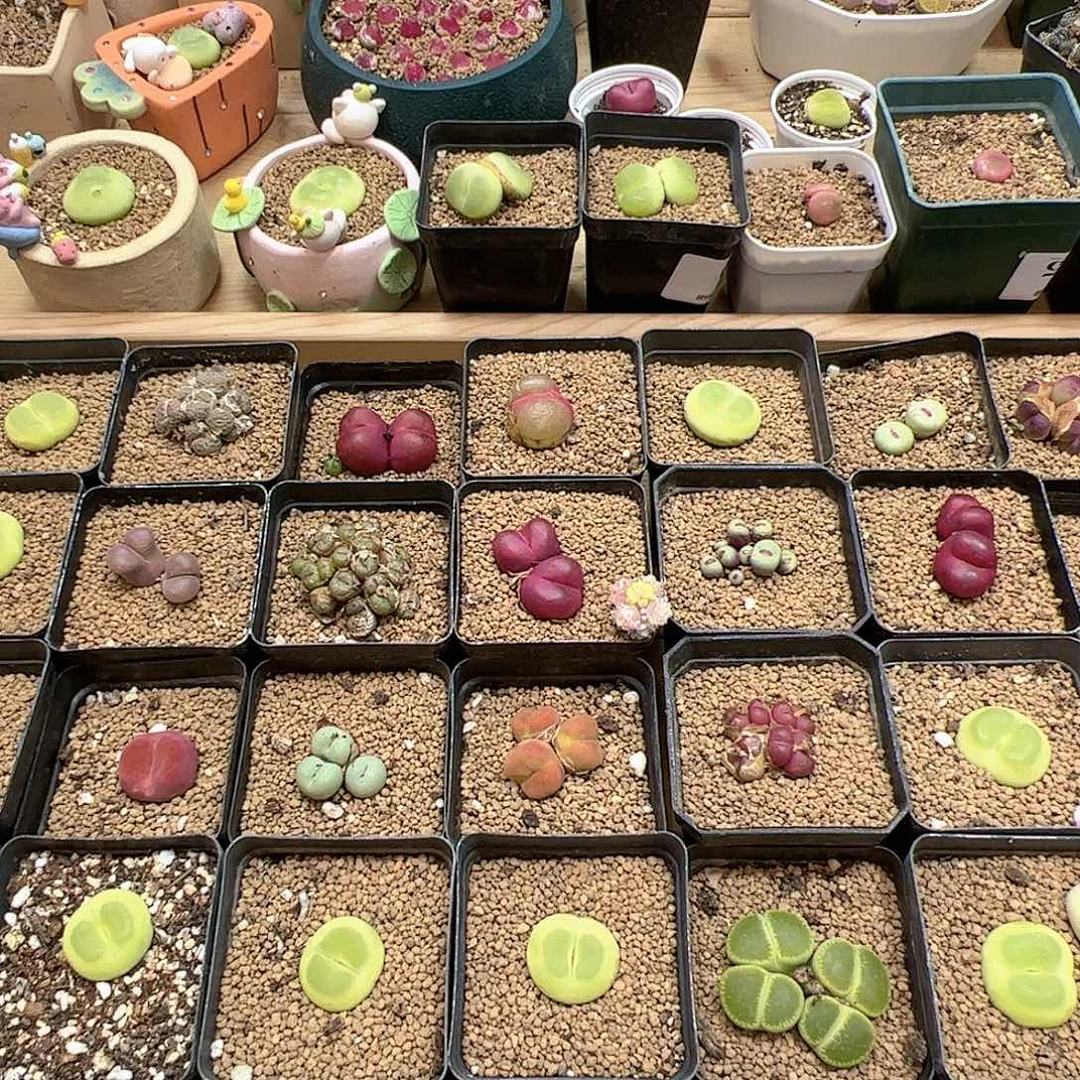 【闪购商品】嘟***茶yunfei