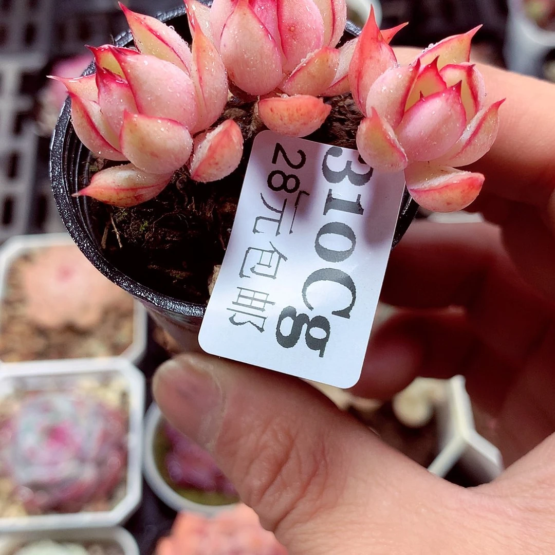 5厘米盆精控多肉310