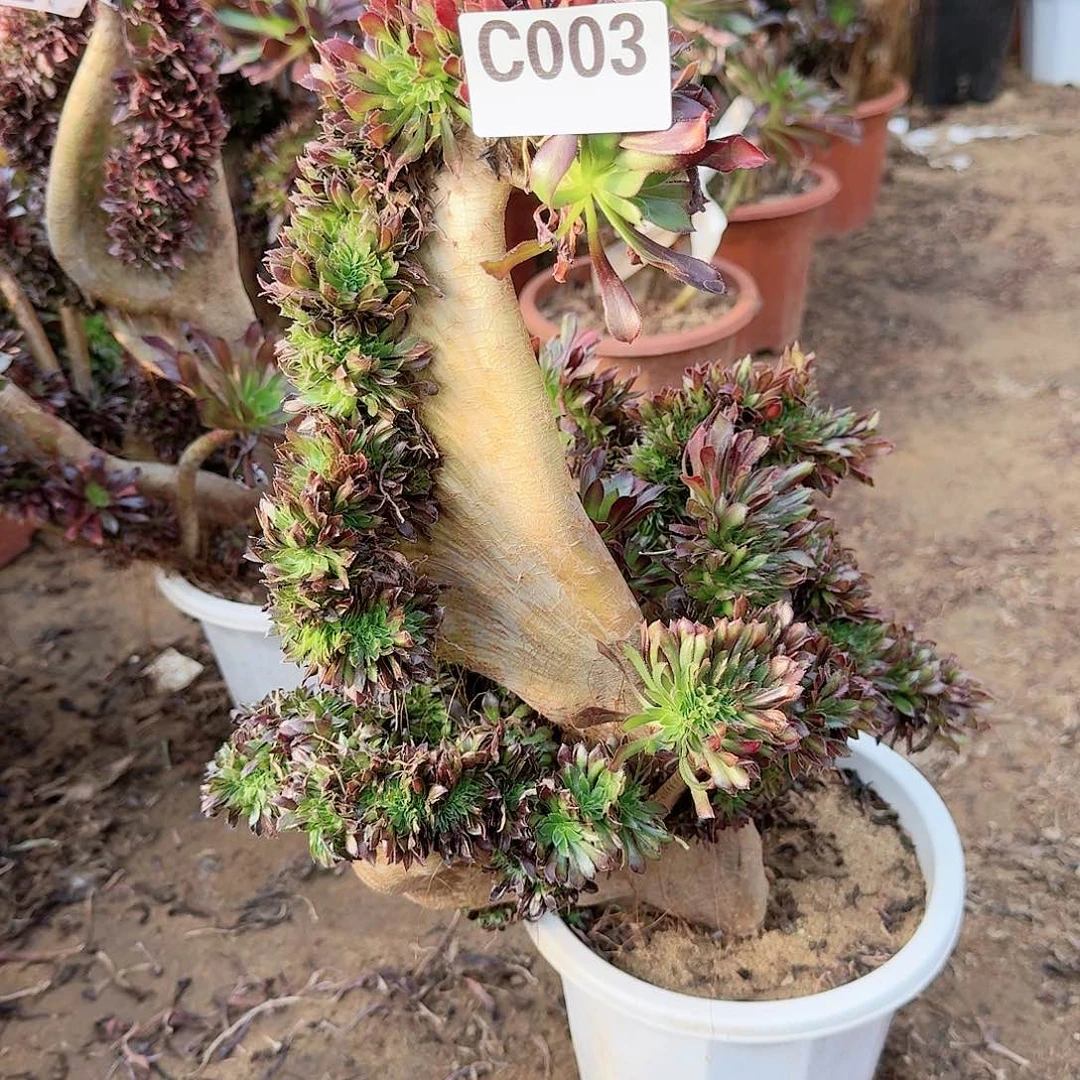 003黑法师一颗呀呀