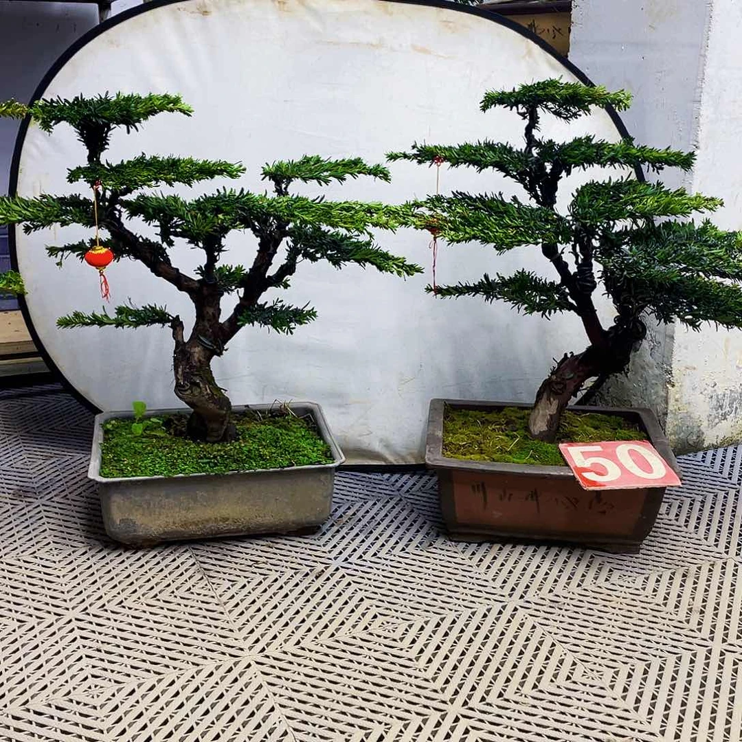 无花朵罗汉松米叶