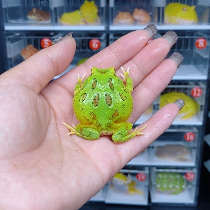 角蛙恭喜发财大吉大利