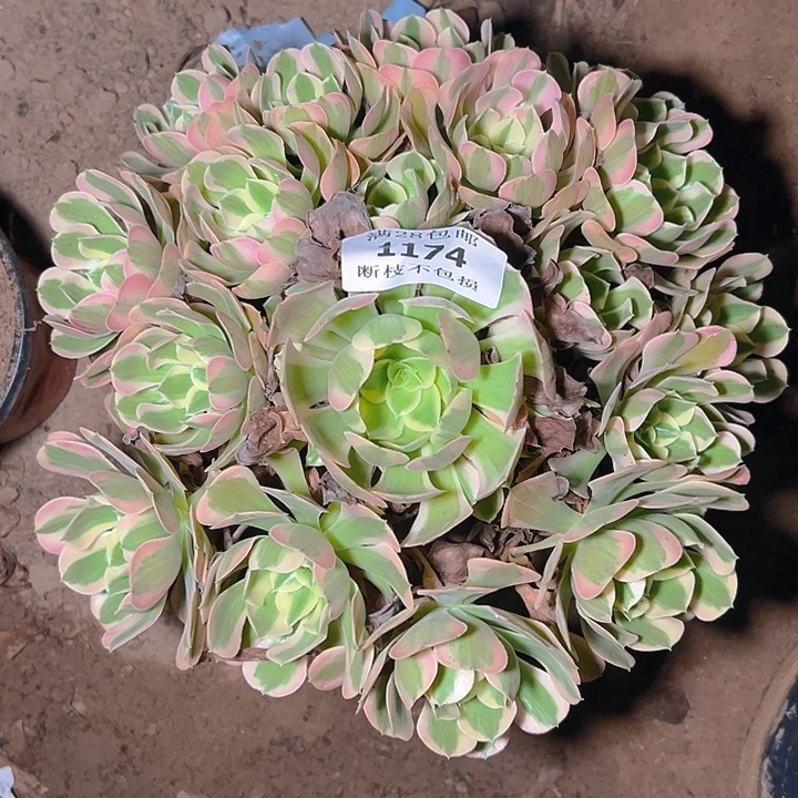 1174粉女郎多肉植物