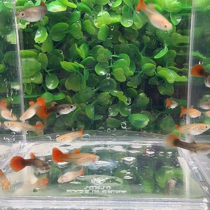 A***青孔雀鱼黄化红头精品折扇一缸苗