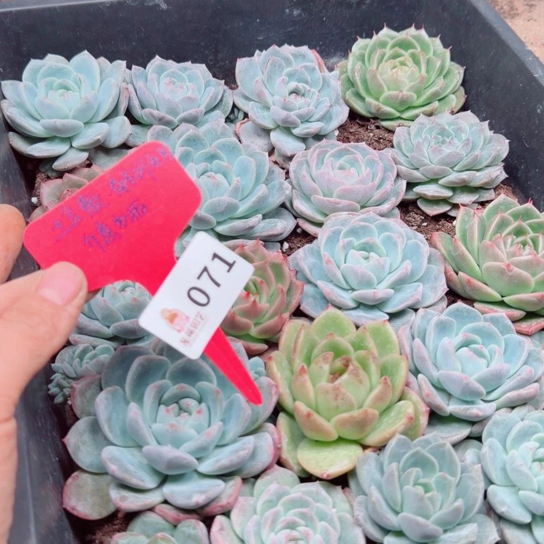多肉植物多肉植物