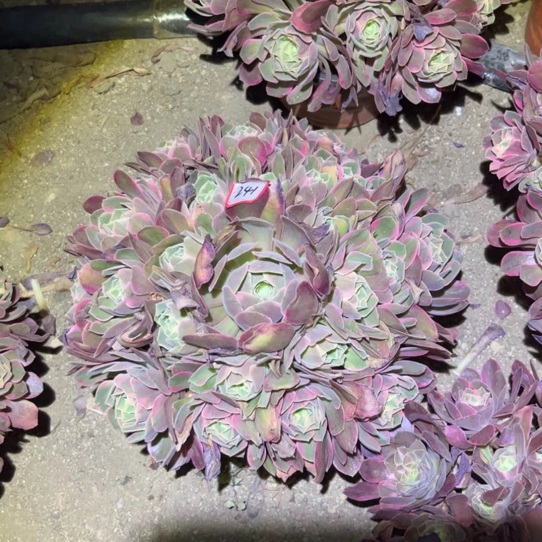 杨****凤241多肉植物女妖