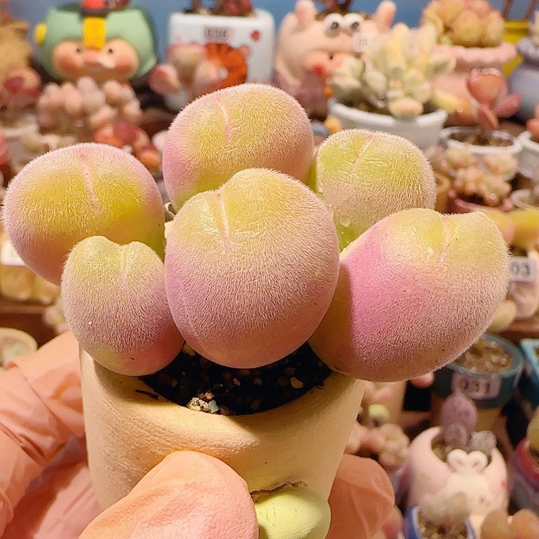 T红红毛翠盆口3.5cm