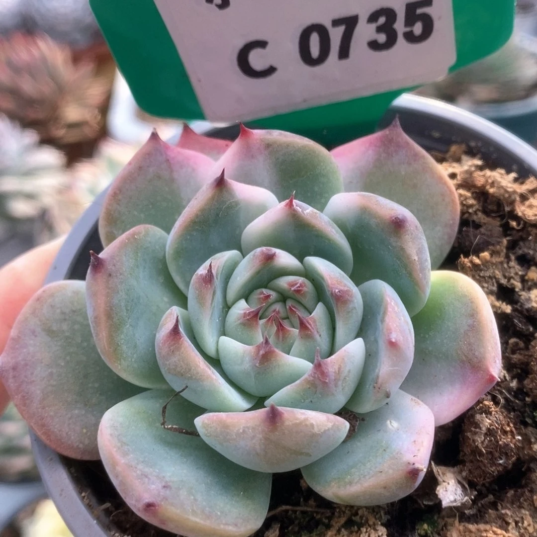 735锦锦锦锦锦锦锦锦