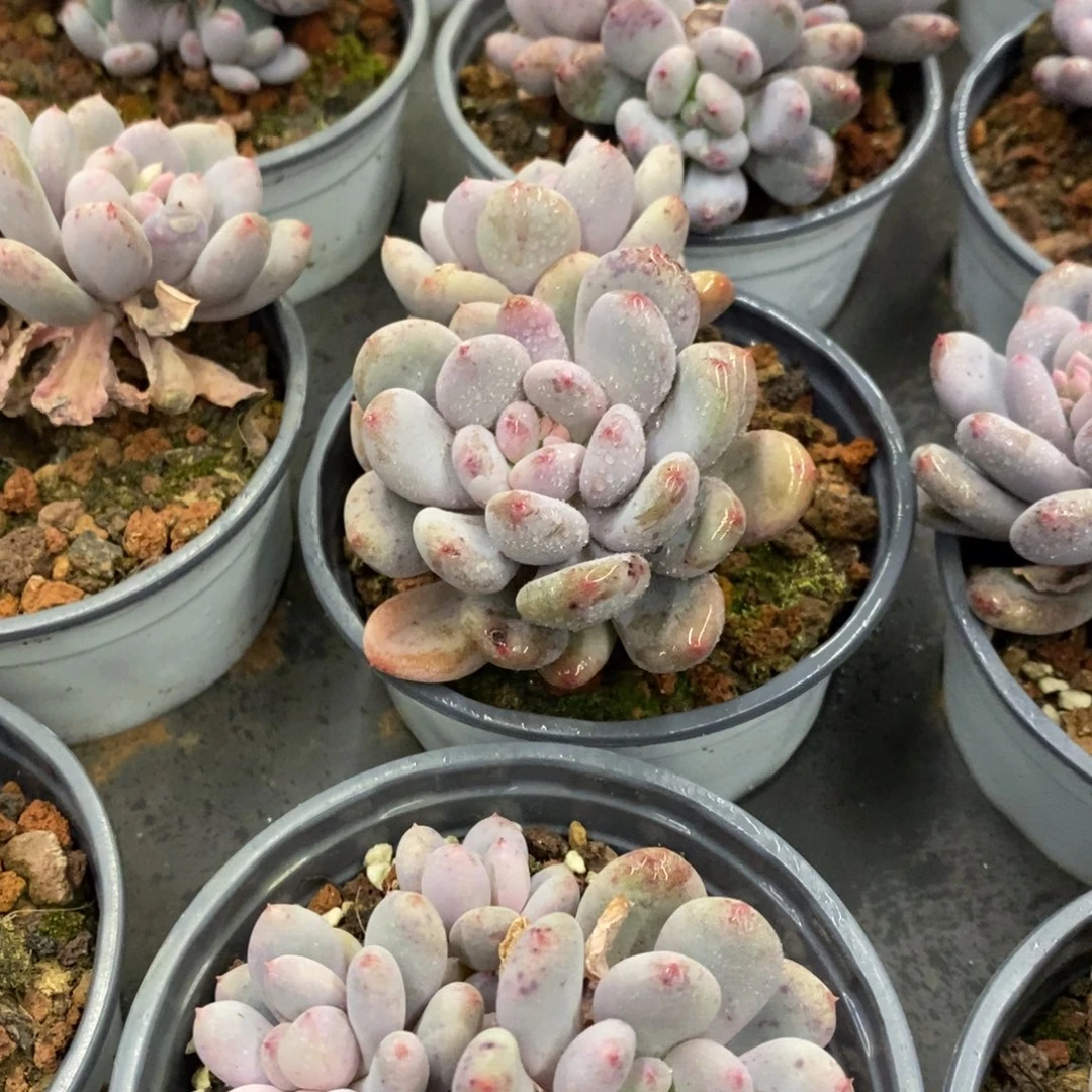 34。 香香雪。双头起。