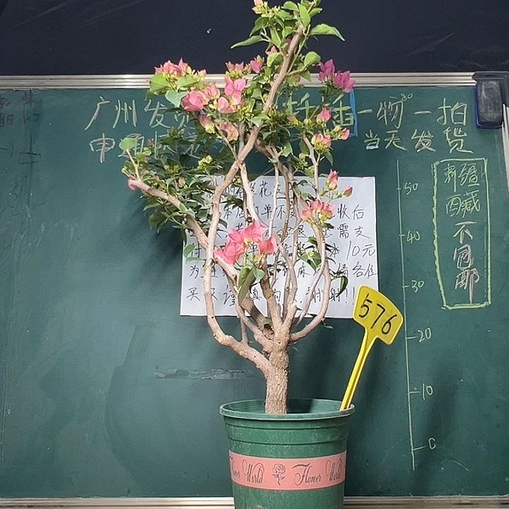 完全开放绿叶水晶 原生树头 576