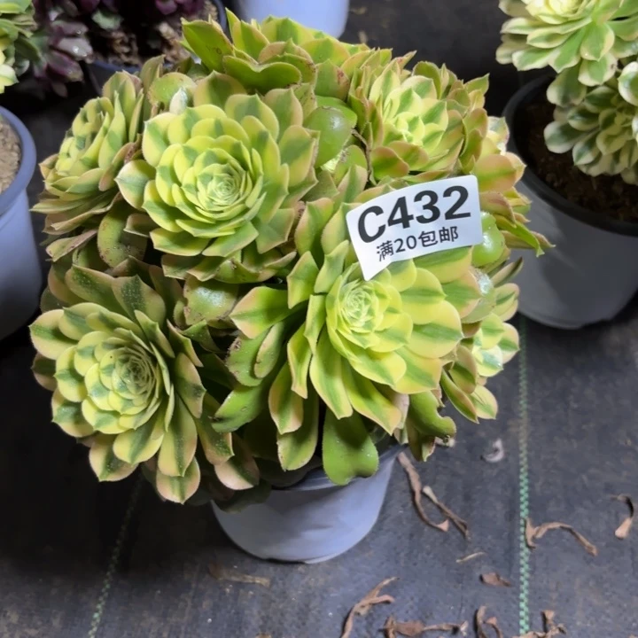 瑞妈一物一拍432多肉