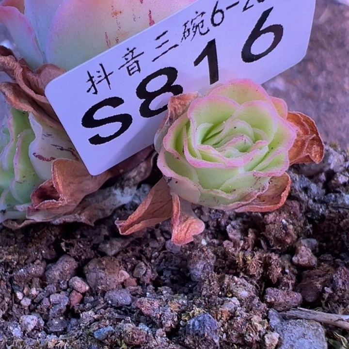 三碗816 若初x梅萦x清欢侧芽