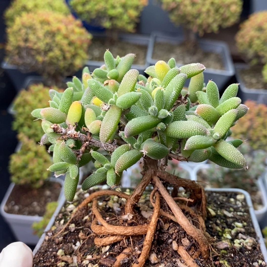 恰***动1052玉米 。
