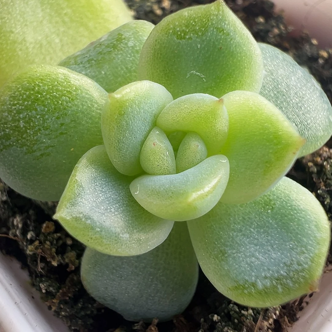 X4。   独家珍妮。