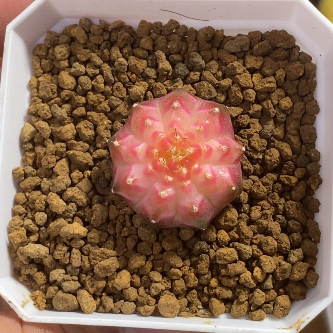 轮回—带盆土发货50