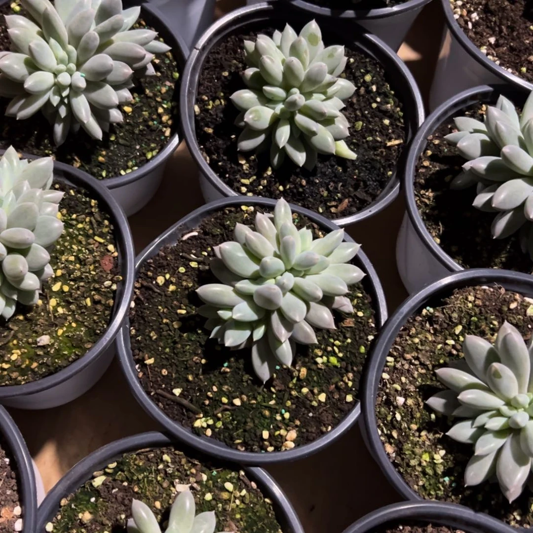 鲲***鹏彩体哥特缀化，打包价格