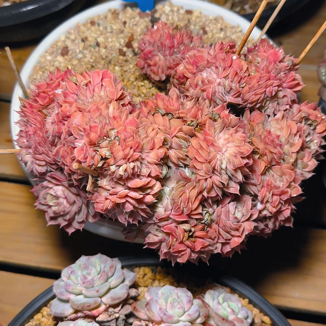 白*琛昂斯诺缀132号一物一拍