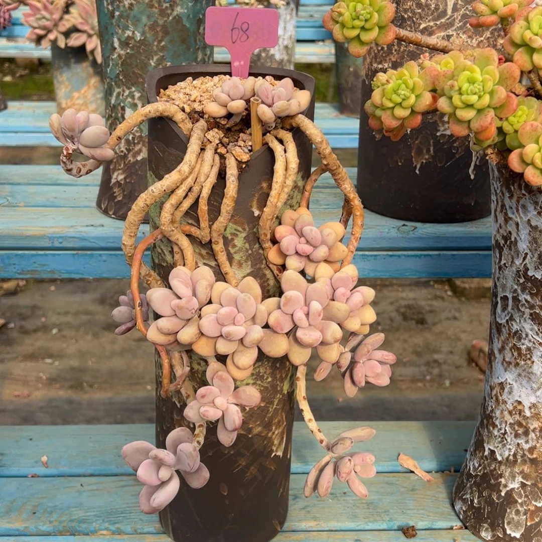 露养老桩脱土裸根桃蛋