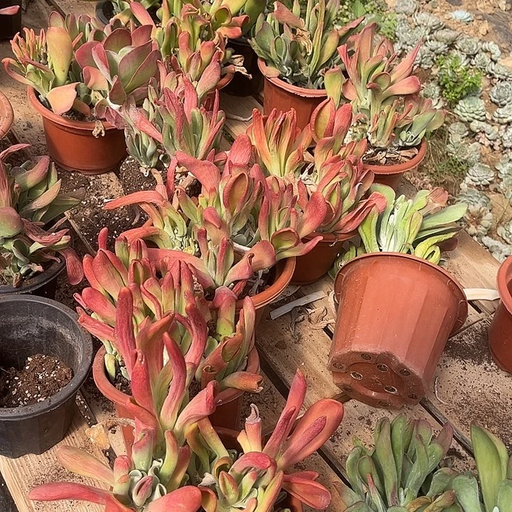 成***媒火狐狸36颗210多肉植物处理