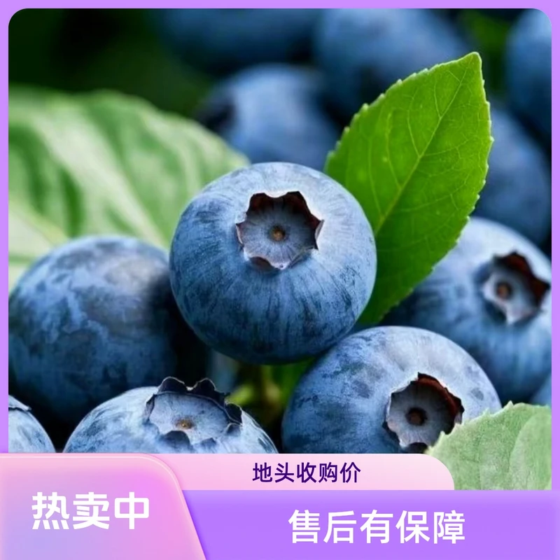 F6 18mm+ 大果  花香糯甜 酸甜口蓝莓1-2斤  山东蓝莓【京东冷链】新店开业 福利多多日照蓝莓山东省日照市