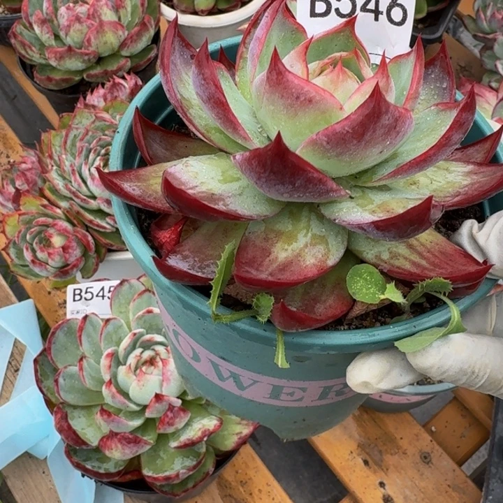 惊鸿仙子 546...........