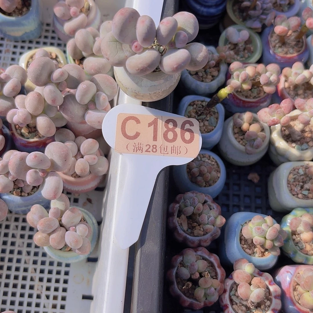 C186彩虹奶杂交一物一拍