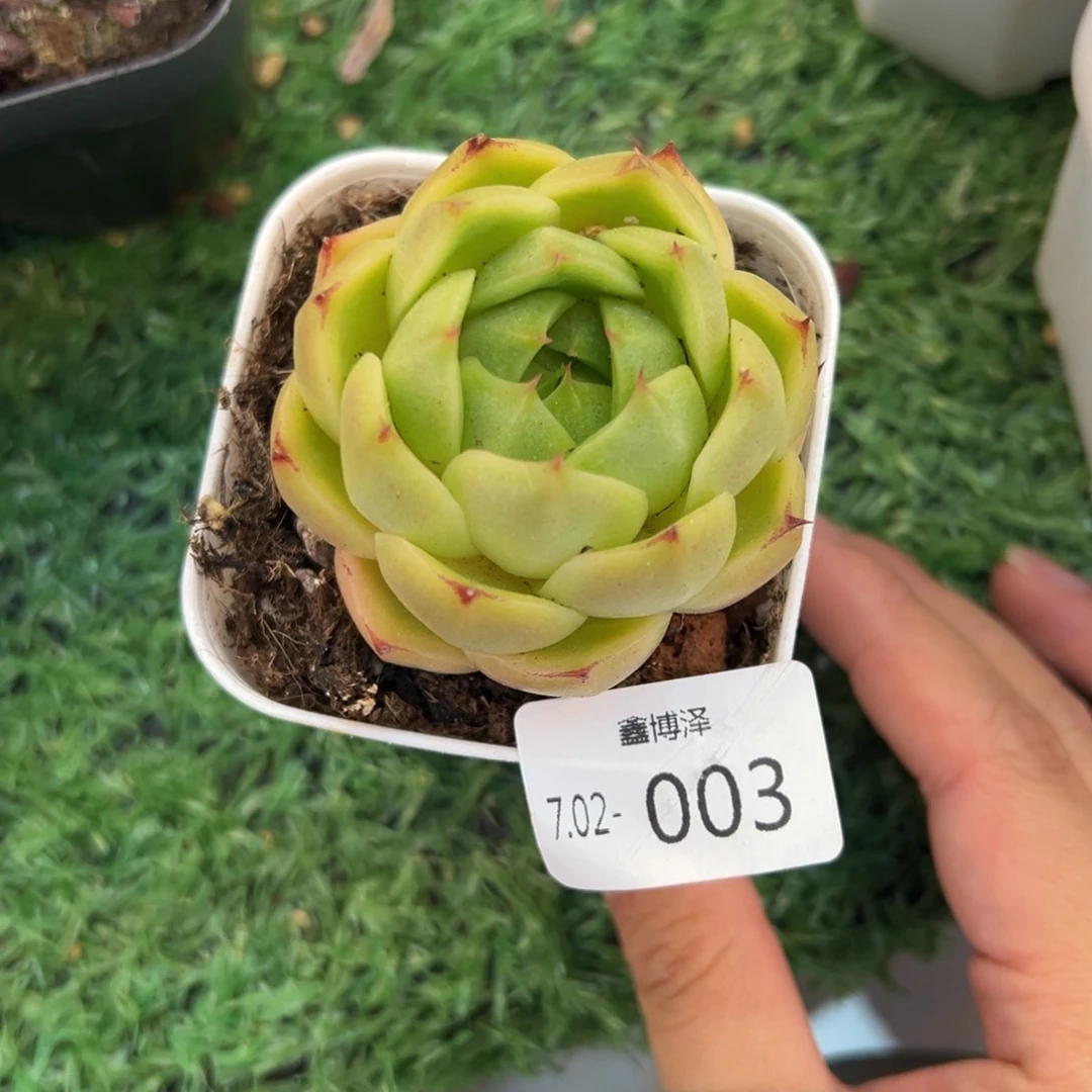紫**萍定向7.02-003 青稞珍妮