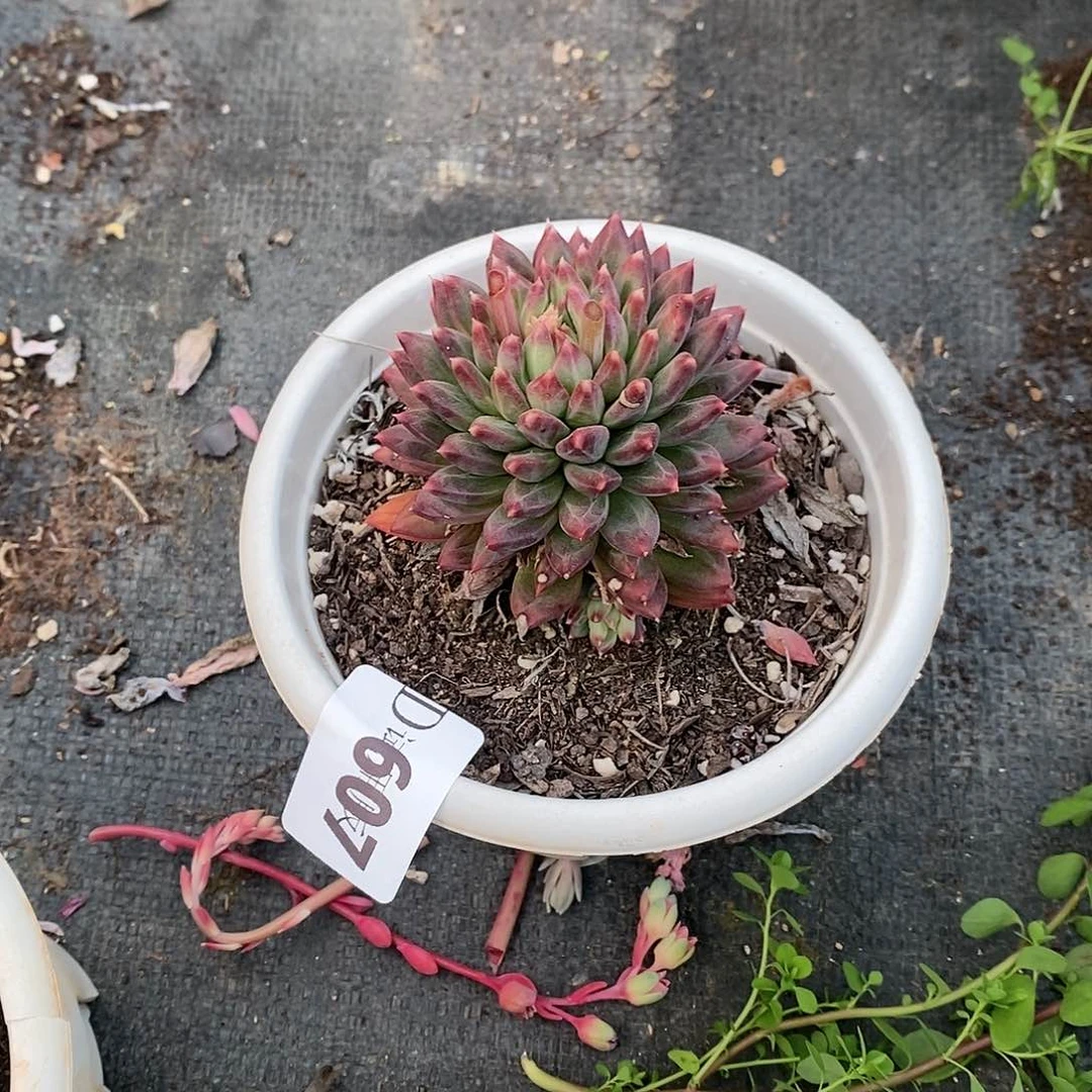 会****?607陨石多肉植物