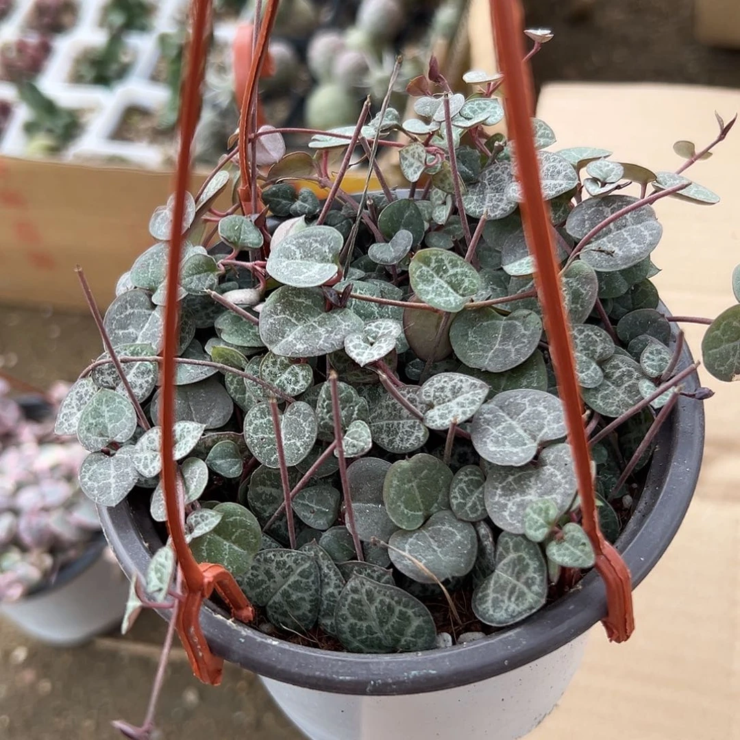 多肉植物爱之蔓群