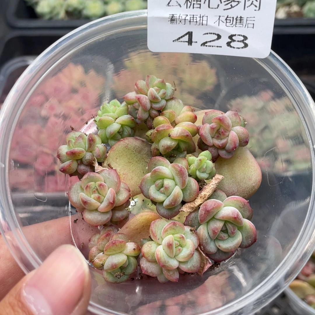 云糖心多肉植物428