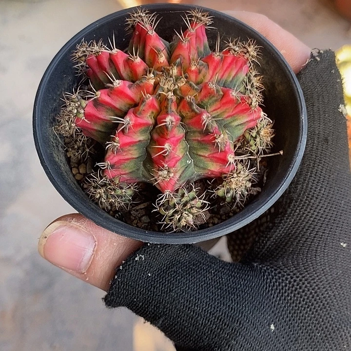 好彩一物一拍一颗