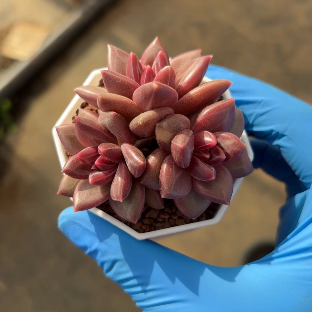 迷雾泡泡群一s物一拍