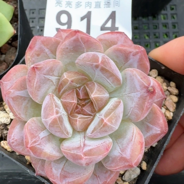 黛玉冰魄  开播福利多肉植物