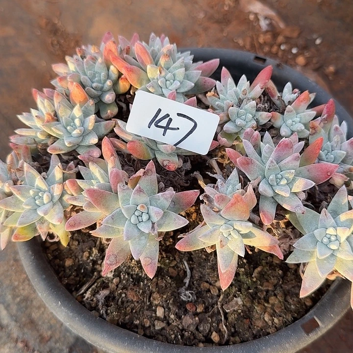 白姆杂交仙女杯多肉福利瑕疵