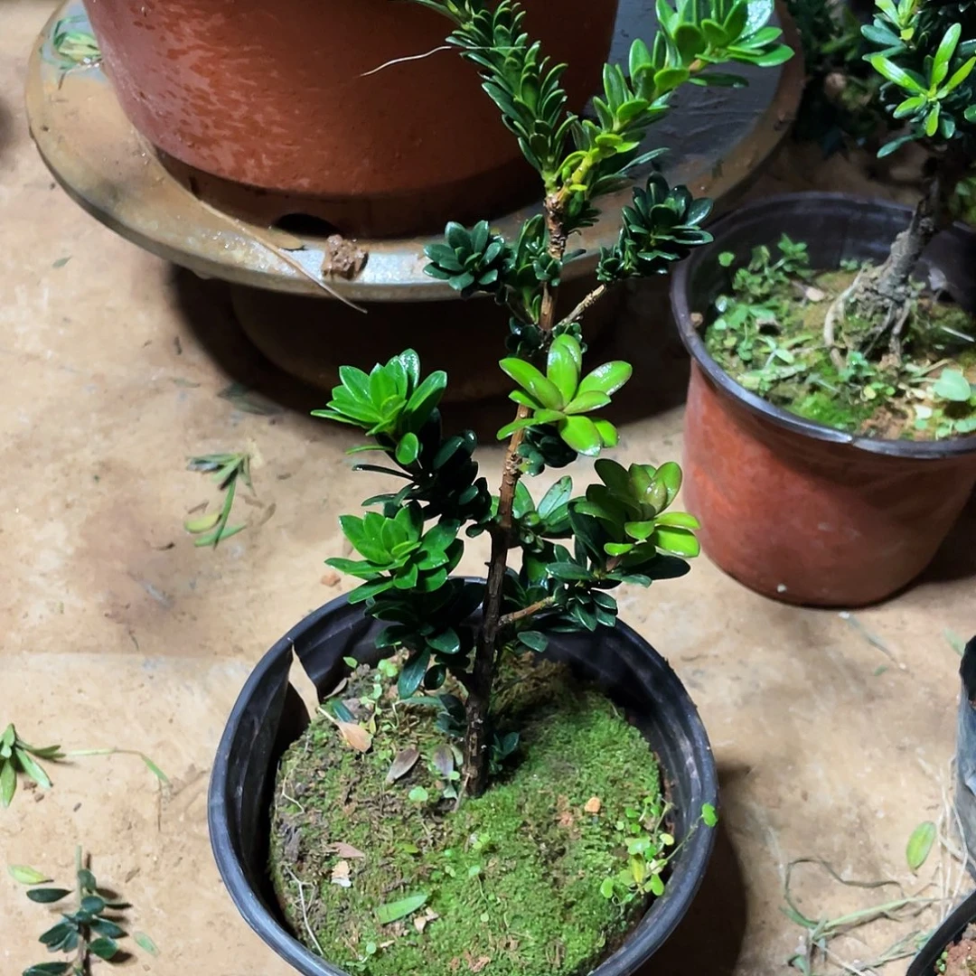 *****完全开放罗汉松盆景罗汉松