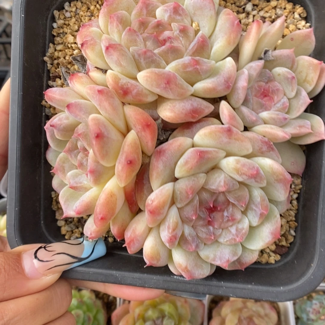 糖心粉魄群生449号。