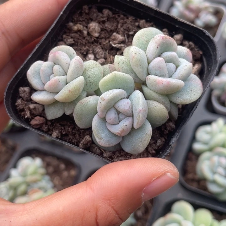 一我一拍满18包邮