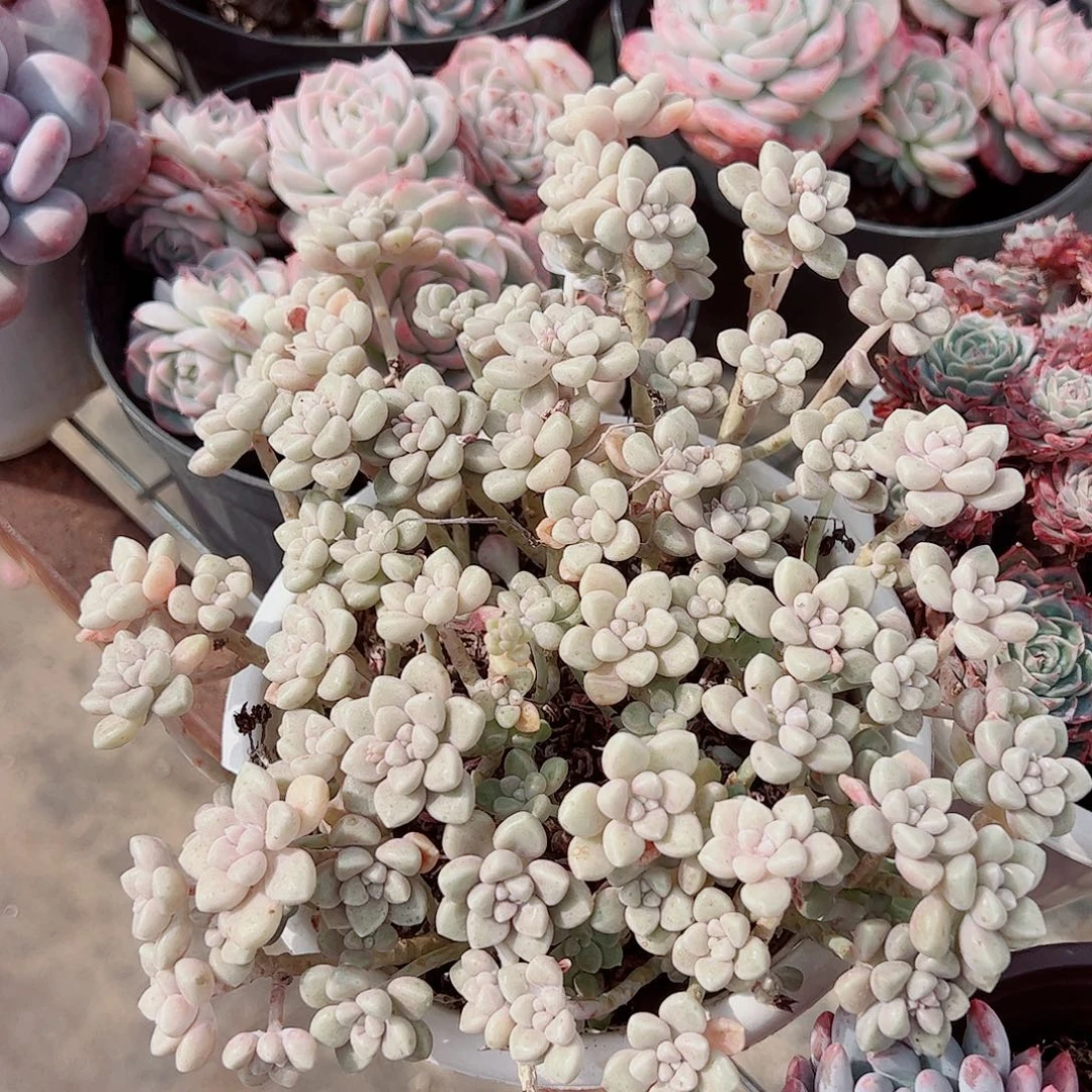 丸叶姬秋丽多头群生精品
