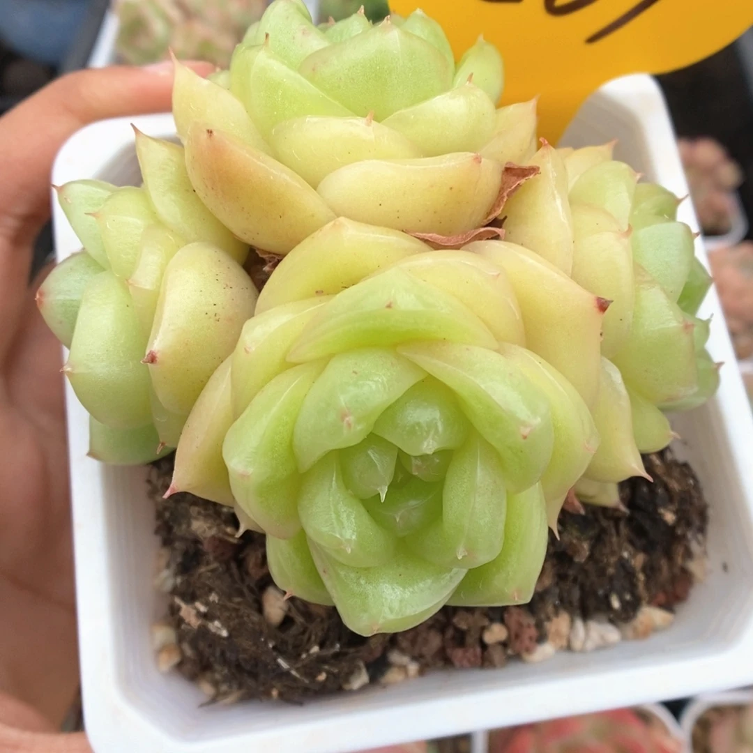 玉芷珍妮群生567号