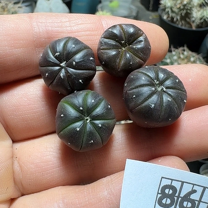 861紫皮兜4个一份脱土发货