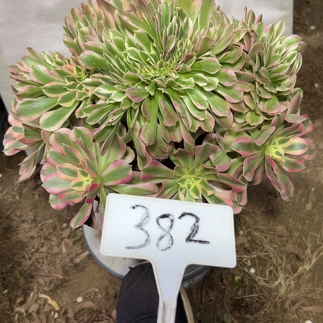 多肉植物粉女巫缀花382