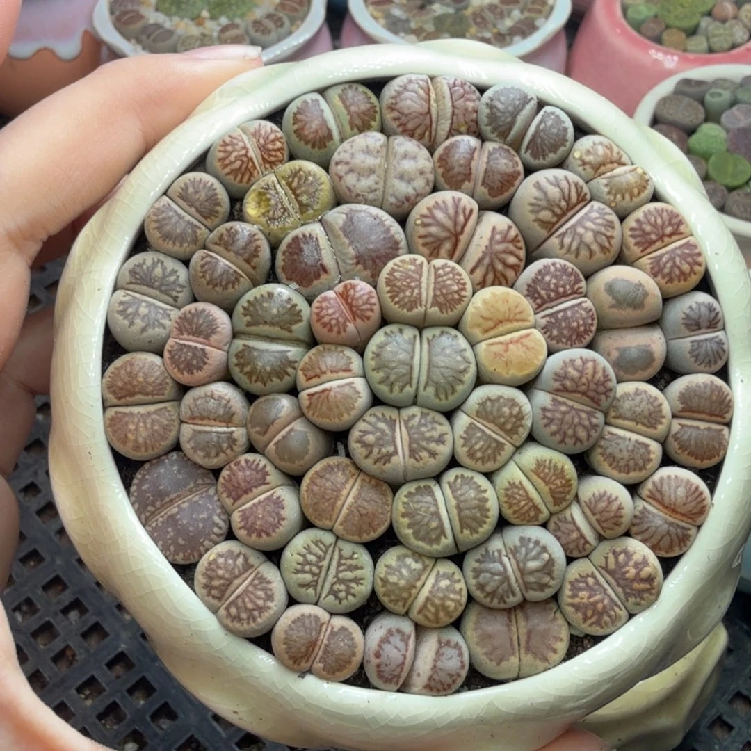 花***香多肉葡萄干和水果茶848