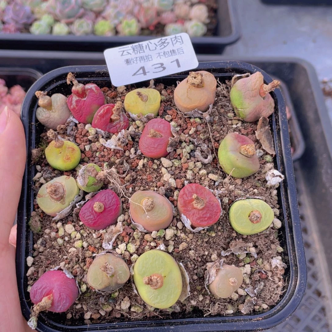 云糖心多肉植物431