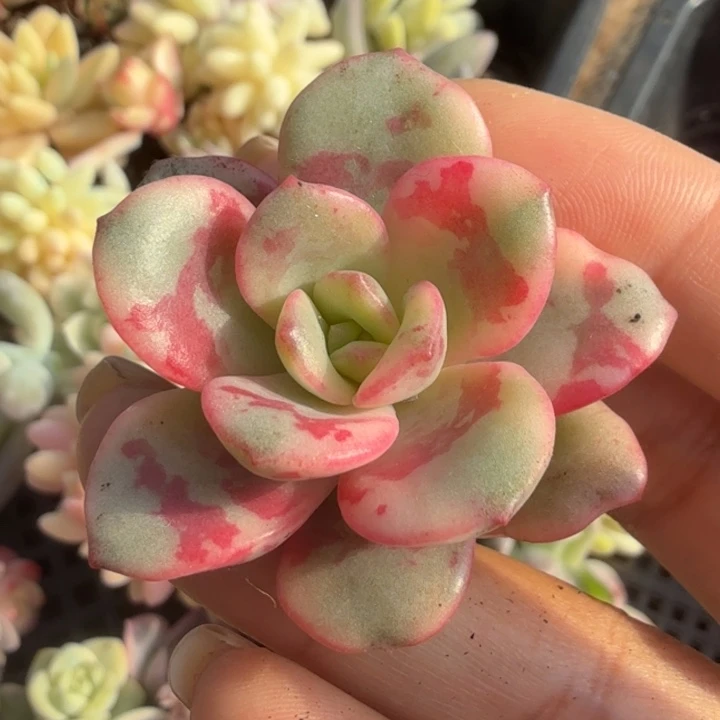 花旦锦 腹欧你锦 无根