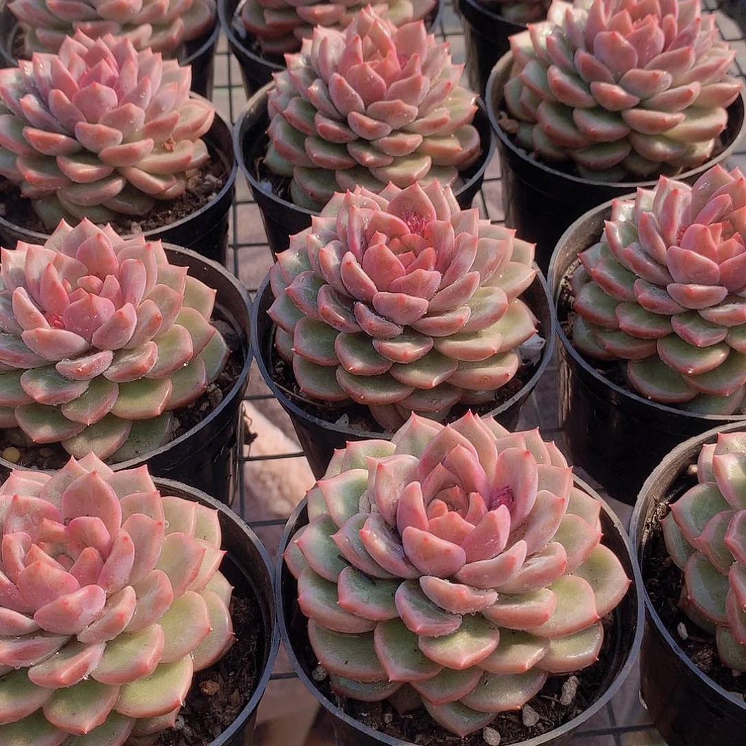 韩心五号2457789900000