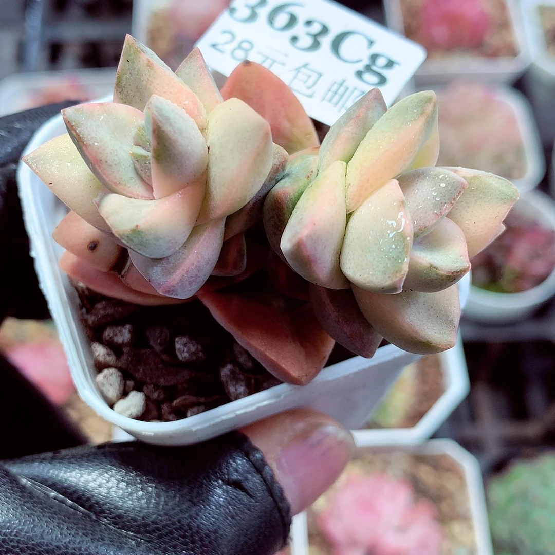 5厘米盆精控多肉363