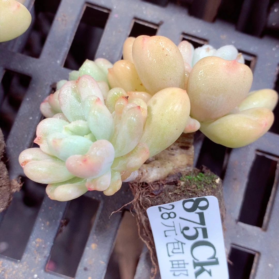 5厘米盆精控多肉875