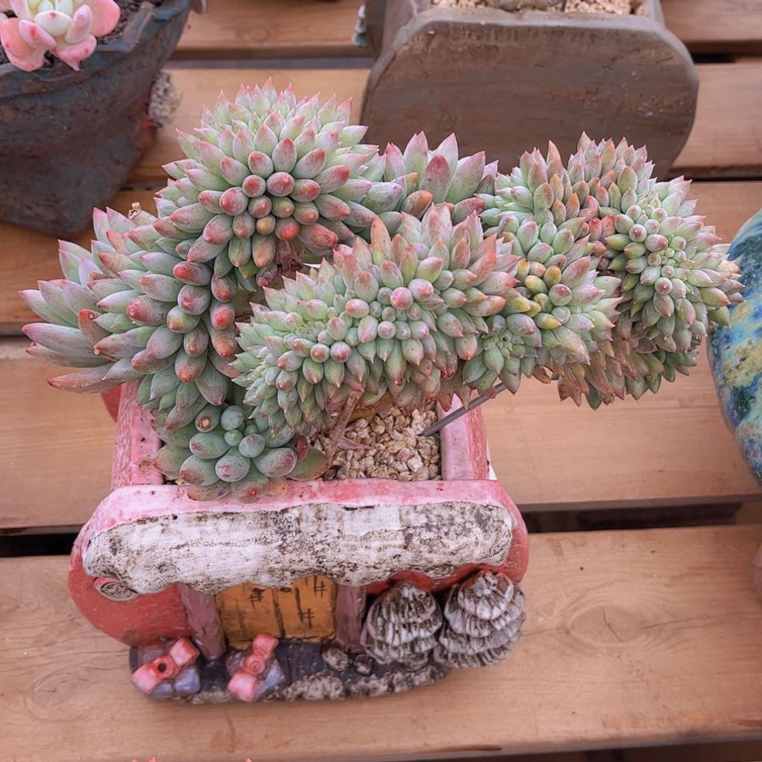 香***生韩版所罗门缀化多肉