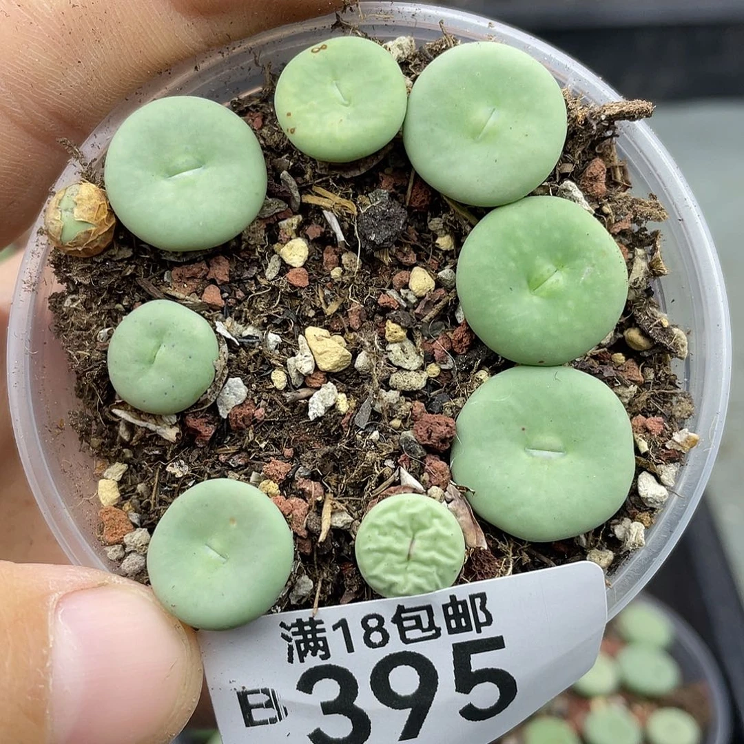 当天凑满十八元包邮395