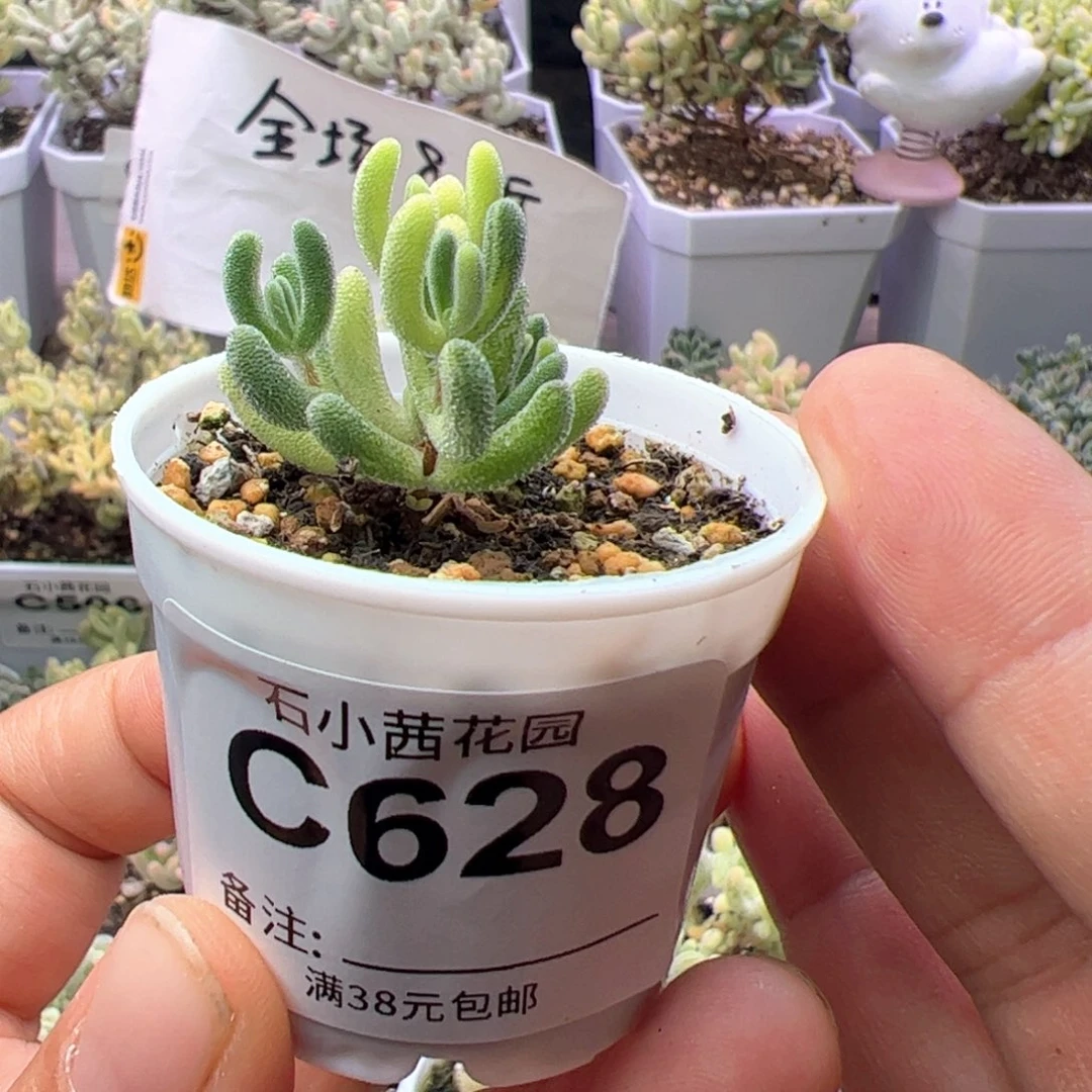 ?多肉植物枝干钻石黄锦拉丝锦