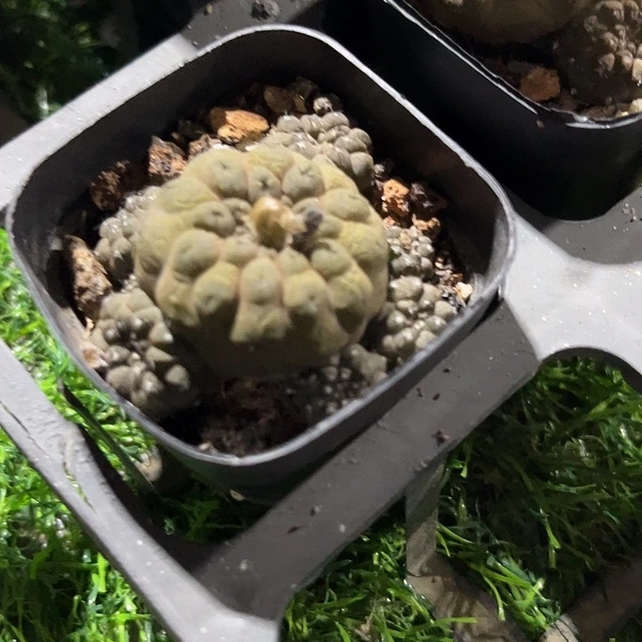 蜥蜴皮带仔满25包邮